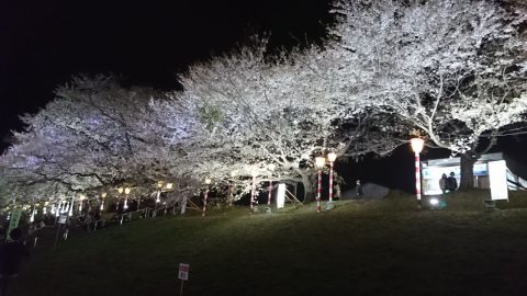 宮城　大河原　一目千本桜　夜桜　お祭り　